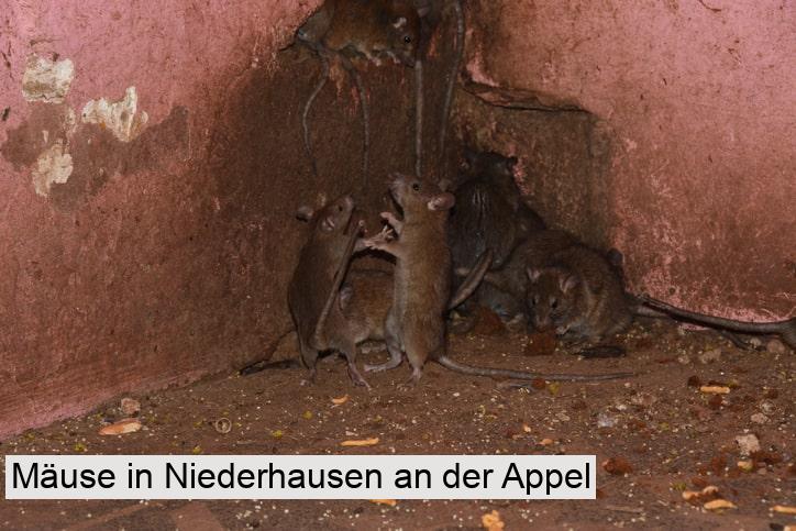 Mäuse in Niederhausen an der Appel